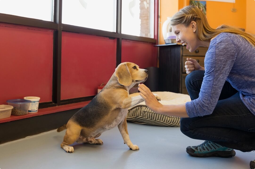 Kennel enquine facilities intro image