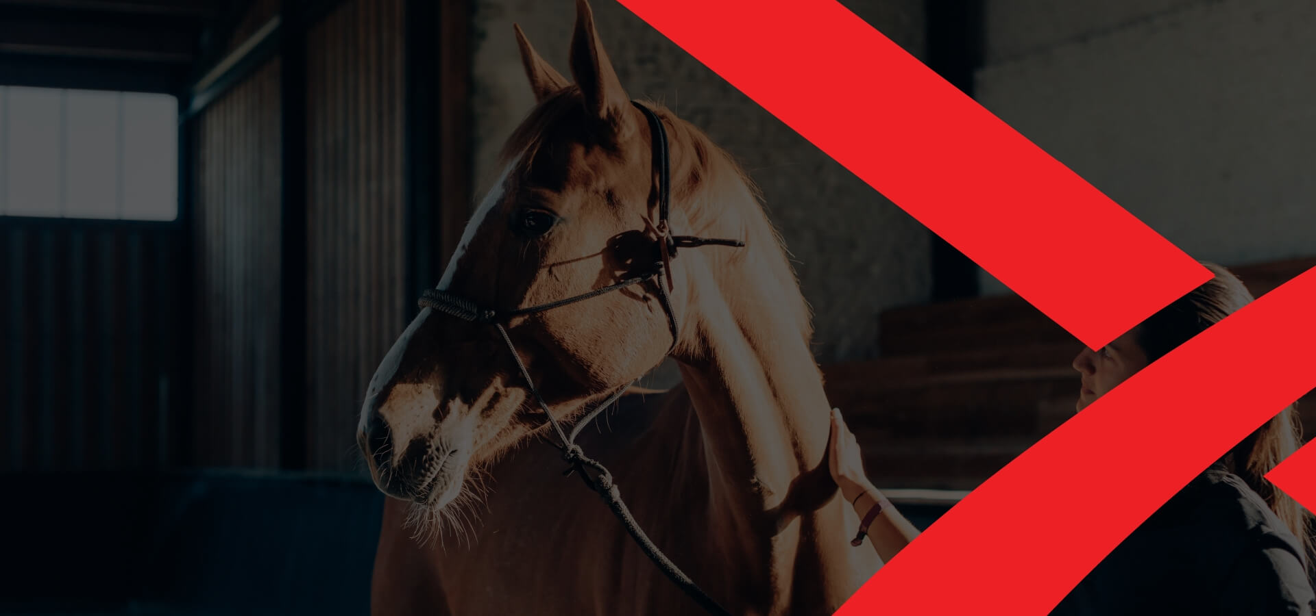 Kennel equine callout bg image