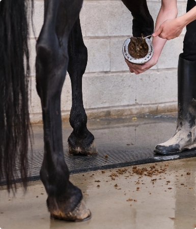 Kennel equine featured image