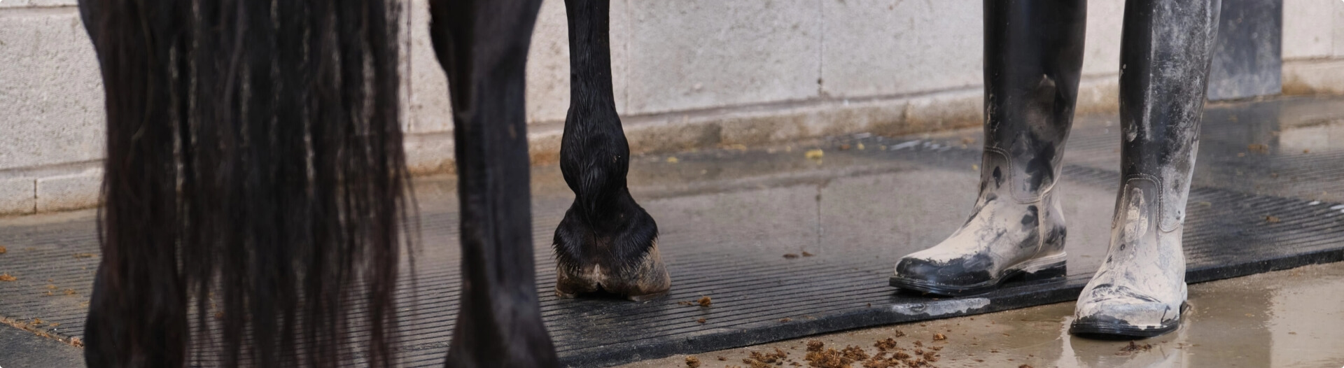 Kennel equine hero bg image