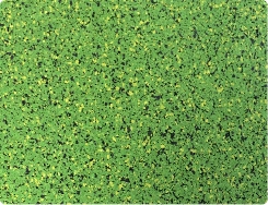 Sfr pg063a sour apple 2 colour sheet image